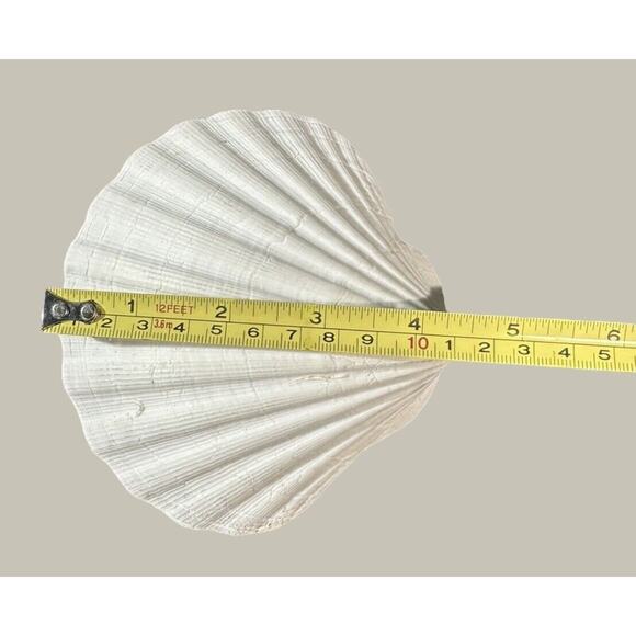 Seashells 2 Large & 2 Smaller Ones Estate Sale Find Very Beautiful - Lot Of 4 - Picture 11 of 16